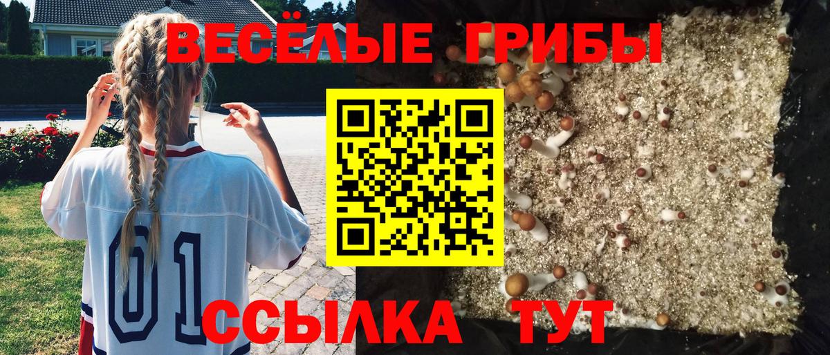 Псилоцибиновые грибы MAGIC MUSHROOMS  купить наркоту  Минусинск  Вход с VPN 